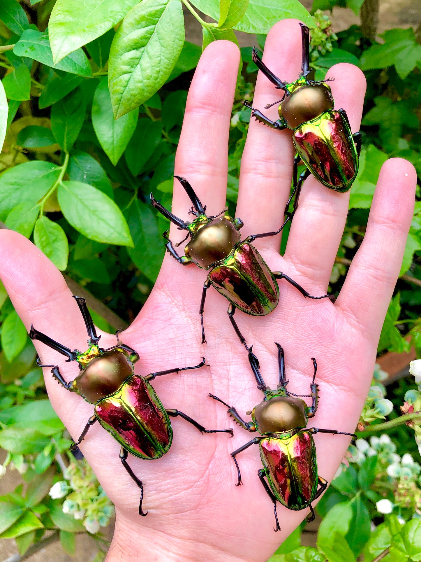 Beetle Breeding Substrate – Flake Soil