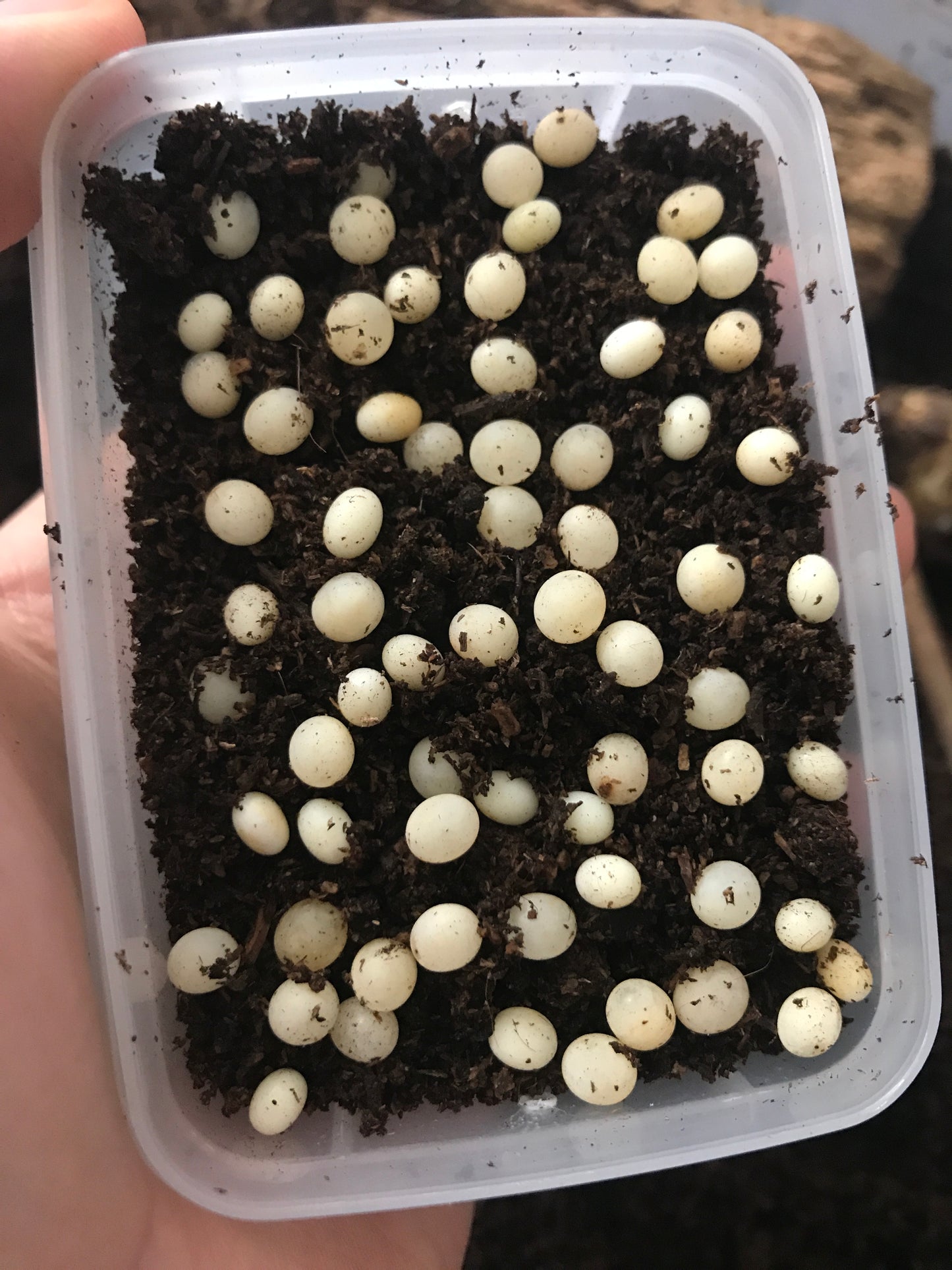 Beetle Breeding Substrate – Flake Soil