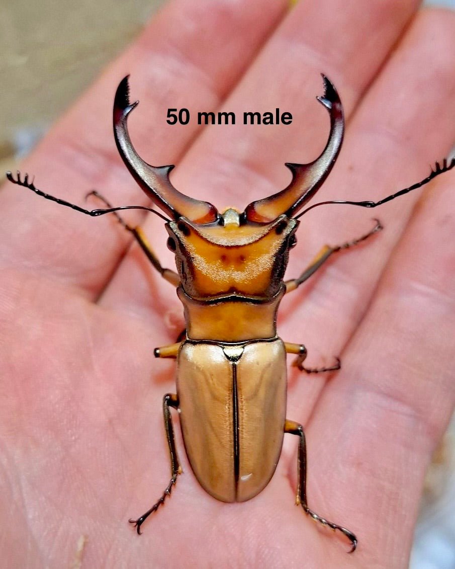 ADULTS - Alagari Stag Beetle, (Cyclommatus alagari) - Richard’s Inverts