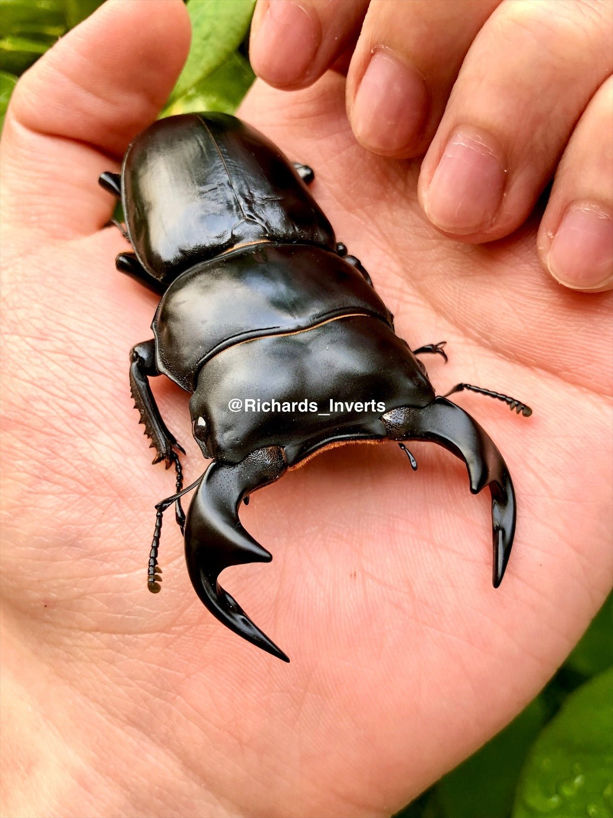 ADULTS - Antaeus Stag Beetle, (Dorcus antaeus) - Richard’s Inverts