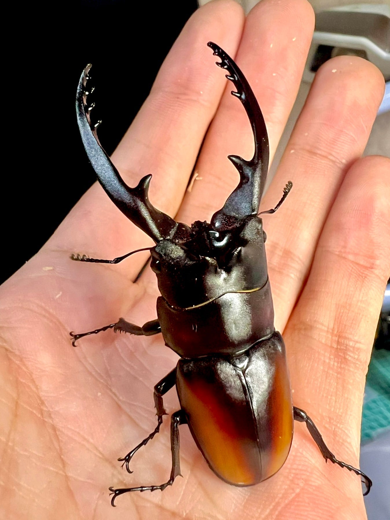 ADULTS - Astacoides Stag Beetle "Hainan Island", (Prosopocoilus astacoides renii) - Richard’s Inverts