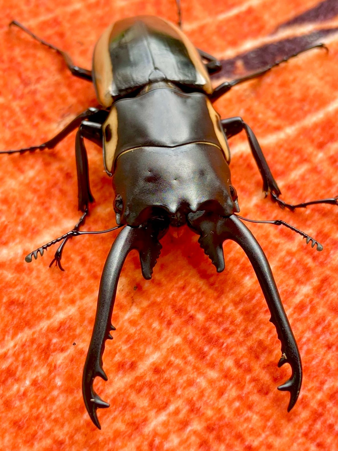 ADULTS - Bison Stag Beetle, (Prosopocoilus bison) - Richard’s Inverts
