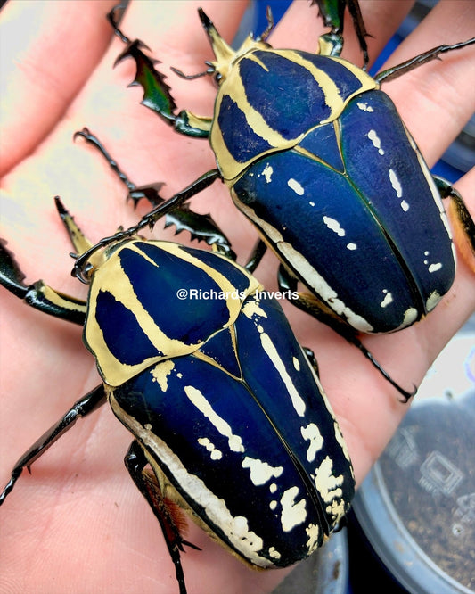 ⨂ ADULTS - "Blue" Giant Flower Beetle, (Mecynorrhina ugandensis) - Richard’s Inverts