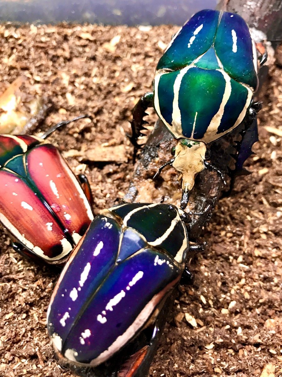 ADULTS - "Colour Mix" Giant Flower Beetle, (Mecynorrhina ugandensis) - Richard’s Inverts