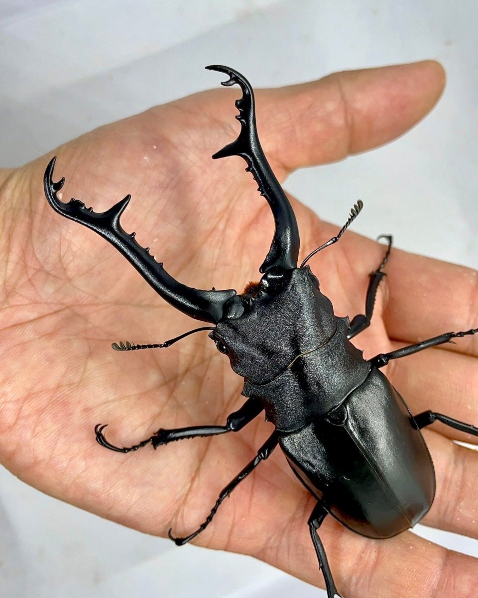 ⨂ ADULTS - Giraffe Stag Beetle, (Prosopocoilus giraffa) - Richard’s Inverts