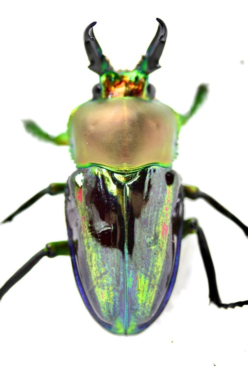 ADULTS - "Lapis" Rainbow Stag Beetle, (Phalacrognathus muelleri) - Richard’s Inverts