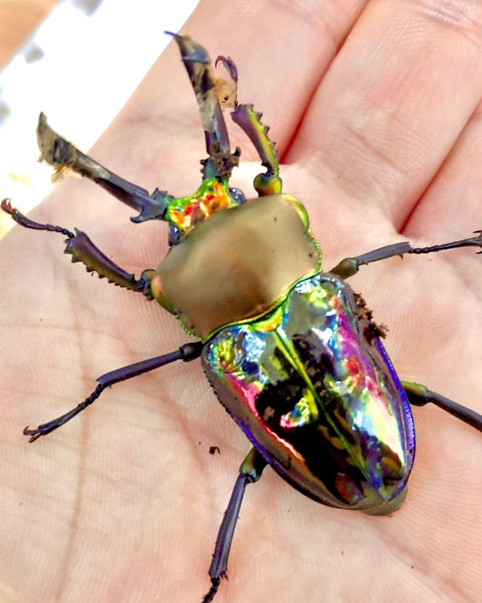 ADULTS - "Lapis" Rainbow Stag Beetle, (Phalacrognathus muelleri) - Richard’s Inverts