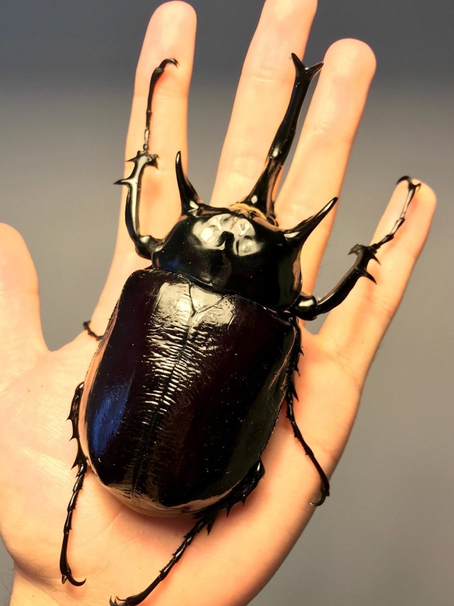 ADULTS - Mars Rhino Beetle, (Megasoma mars) - Richard’s Inverts