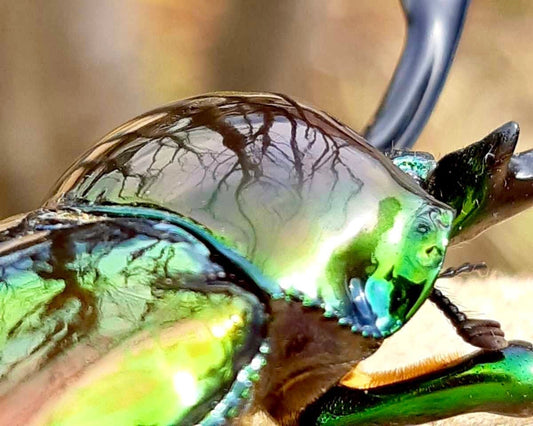 ADULTS - "Mirror Glaze" Rainbow Stag Beetle, (Phalacrognathus muelleri) - Richard’s Inverts