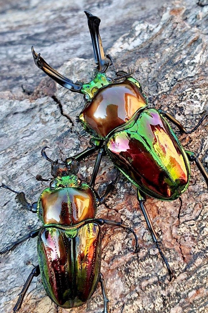 ADULTS - "Mirror Glaze" Rainbow Stag Beetle, (Phalacrognathus muelleri) - Richard’s Inverts