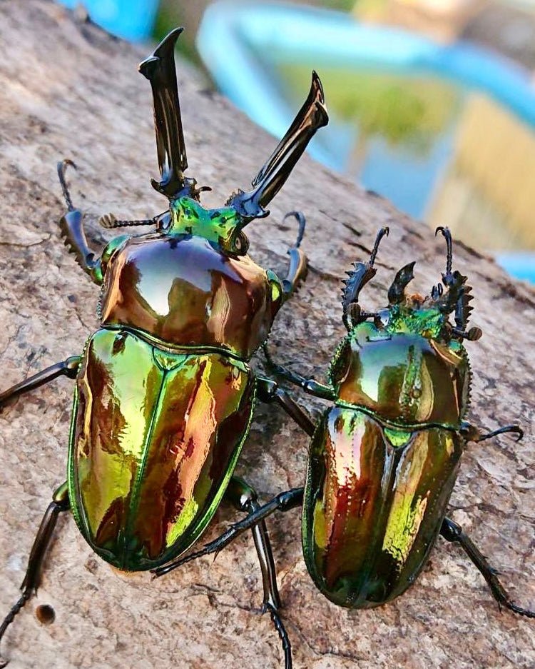 ADULTS - "Mirror Glaze" Rainbow Stag Beetle, (Phalacrognathus muelleri) - Richard’s Inverts