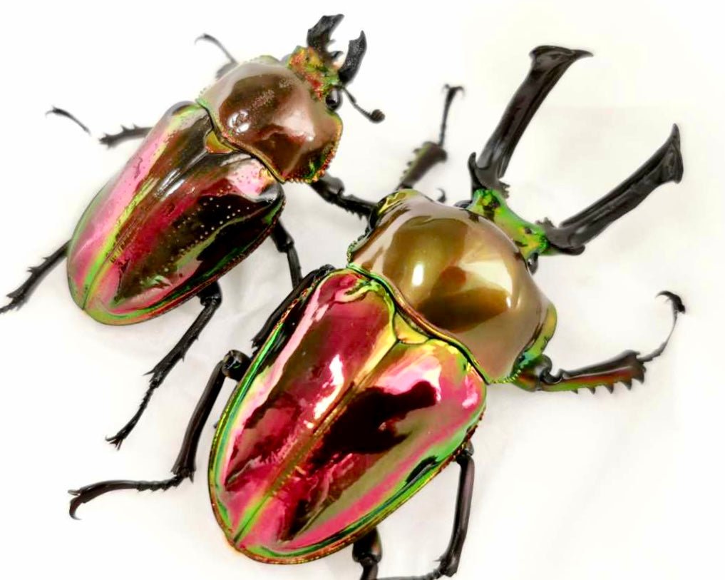 ADULTS - "Mirror Glaze, Ruby" Rainbow Stag Beetle, (Phalacrognathus muelleri) - Richard’s Inverts