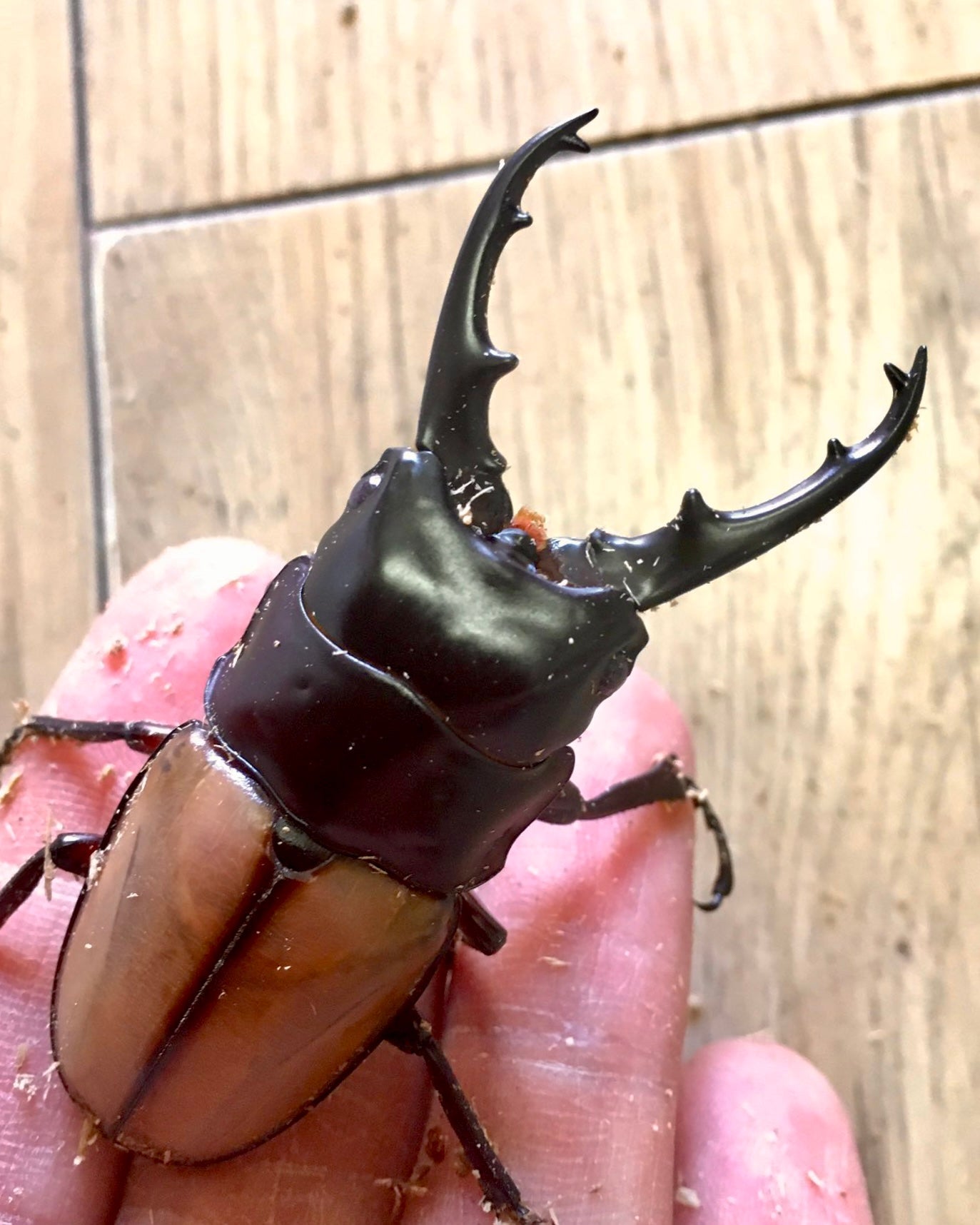ADULTS - Pacific Island Stag Beetle, (Prosopocoilus lafertei) - Richard’s Inverts