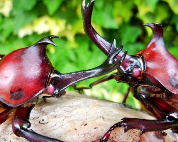 ADULTS - "Red Devil" Japanese Rhino Beetle, (Trypoxylus dichotomus) - Richard’s Inverts