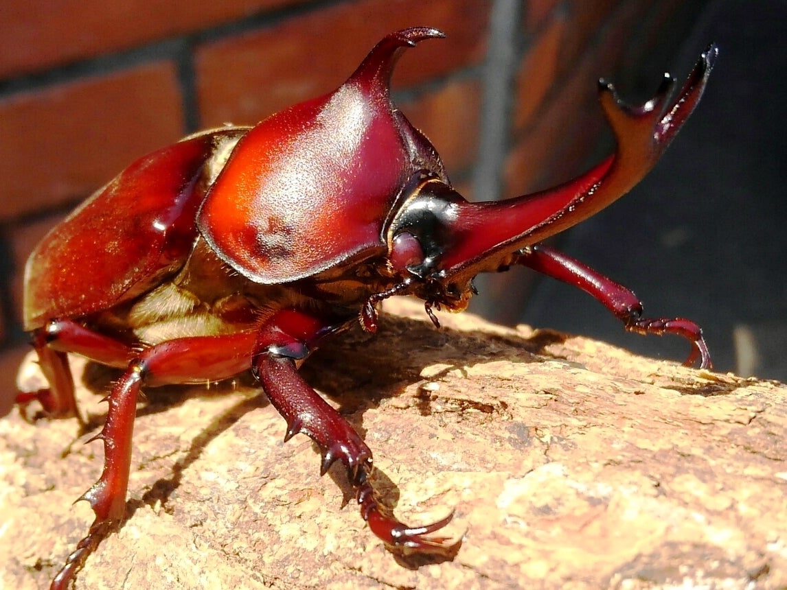ADULTS - "Red Devil" Japanese Rhino Beetle, (Trypoxylus dichotomus) - Richard’s Inverts