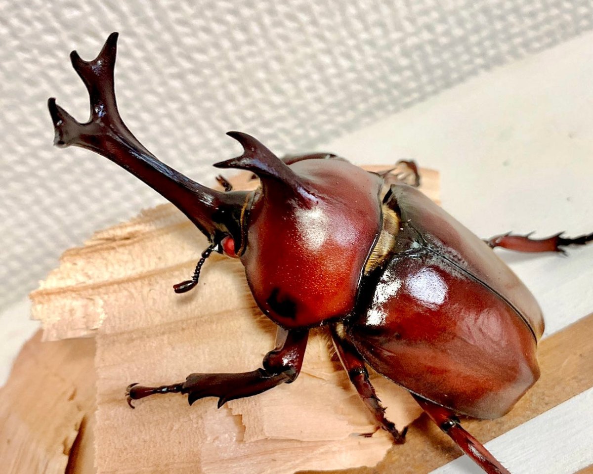 ADULTS - "Red Devil" Japanese Rhino Beetle, (Trypoxylus dichotomus) - Richard’s Inverts