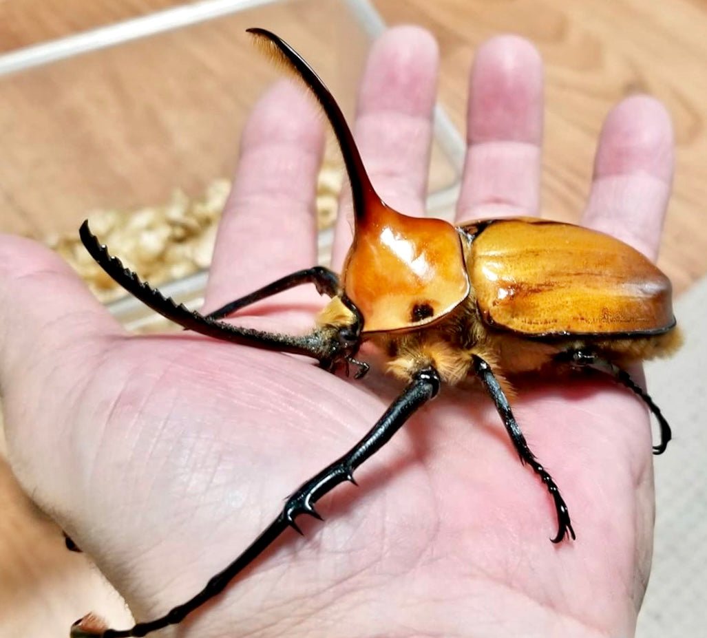 ADULTS - Sawtooth Rhino Beetle, (Golofa porteri) - Richard’s Inverts