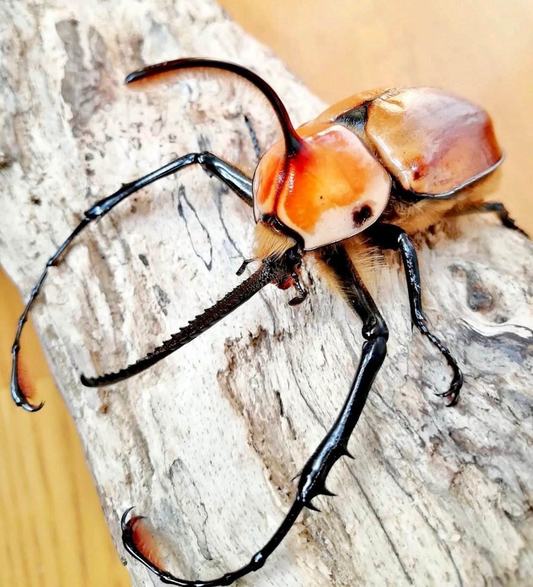 ADULTS - Sawtooth Rhino Beetle, (Golofa porteri) - Richard’s Inverts