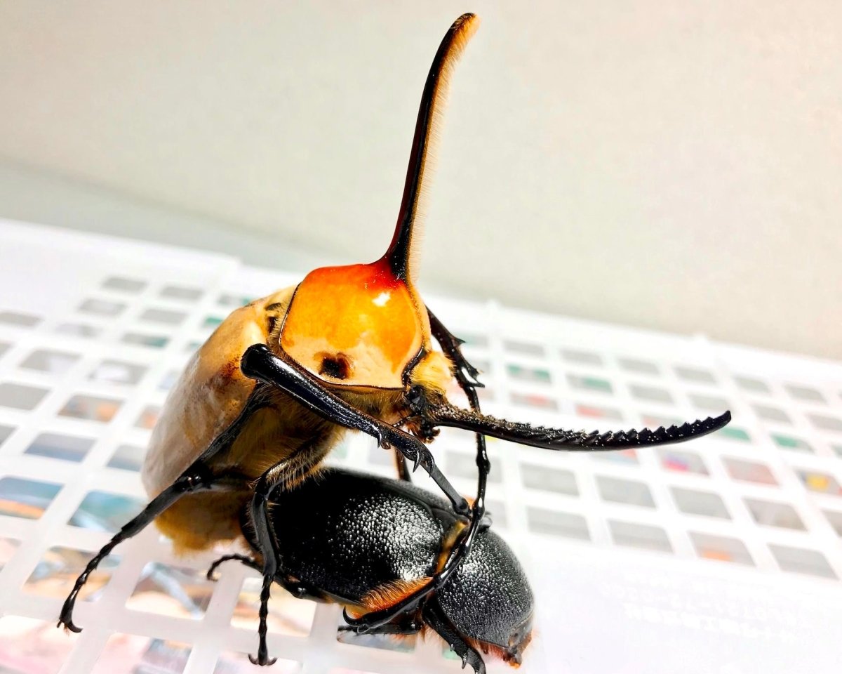 ADULTS - Sawtooth Rhino Beetle, (Golofa porteri) - Richard’s Inverts