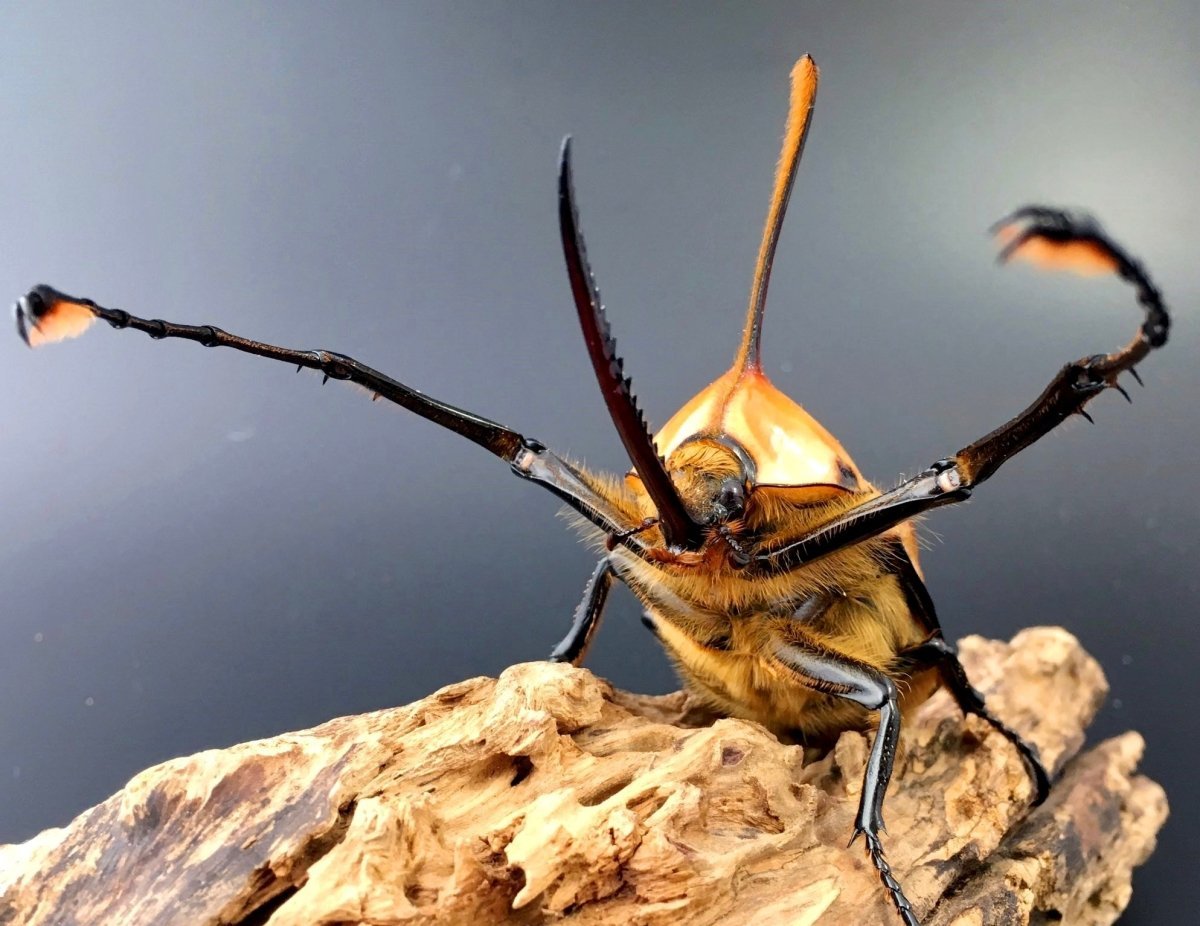 ADULTS - Sawtooth Rhino Beetle, (Golofa porteri) - Richard’s Inverts