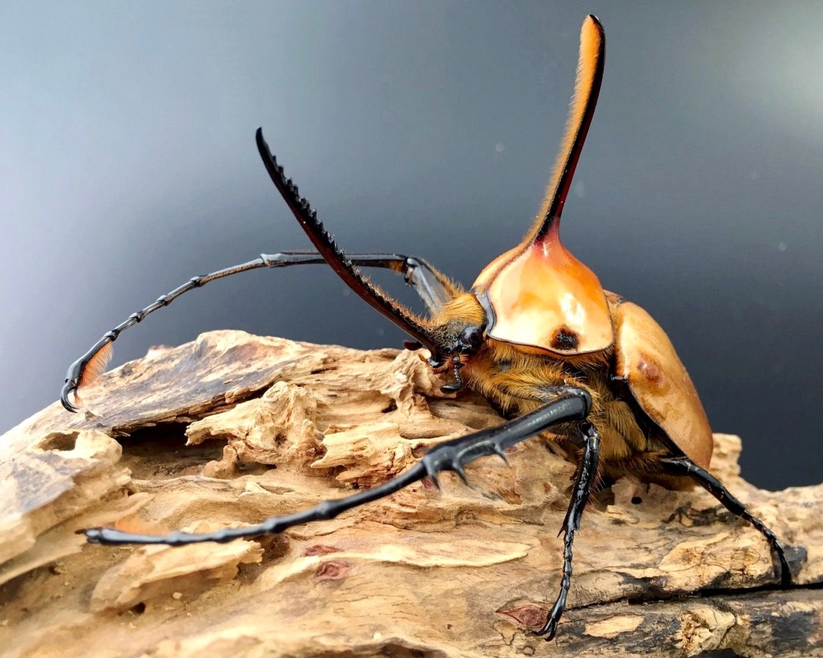 ADULTS - Sawtooth Rhino Beetle, (Golofa porteri) - Richard’s Inverts