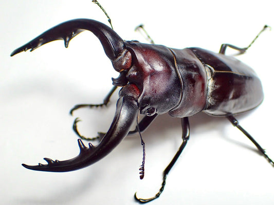 ADULTS - Sawtooth Stag Beetle, (Prosopocoilus dissimilis) - Richard’s Inverts