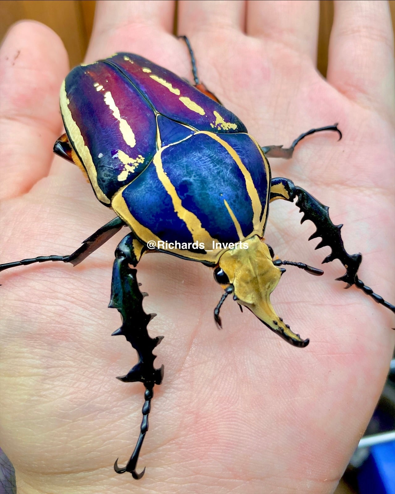 ⨂ ADULTS - "Violet" Giant Flower Beetle, (Mecynorrhina ugandensis) - Richard’s Inverts