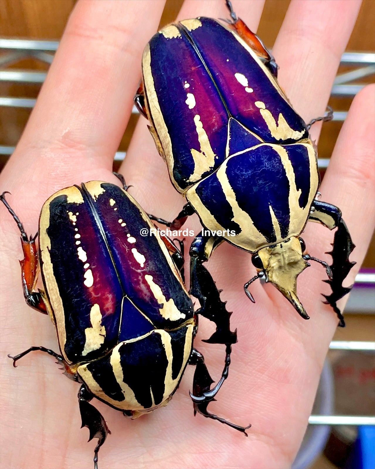 ⨂ ADULTS - "Violet" Giant Flower Beetle, (Mecynorrhina ugandensis) - Richard’s Inverts