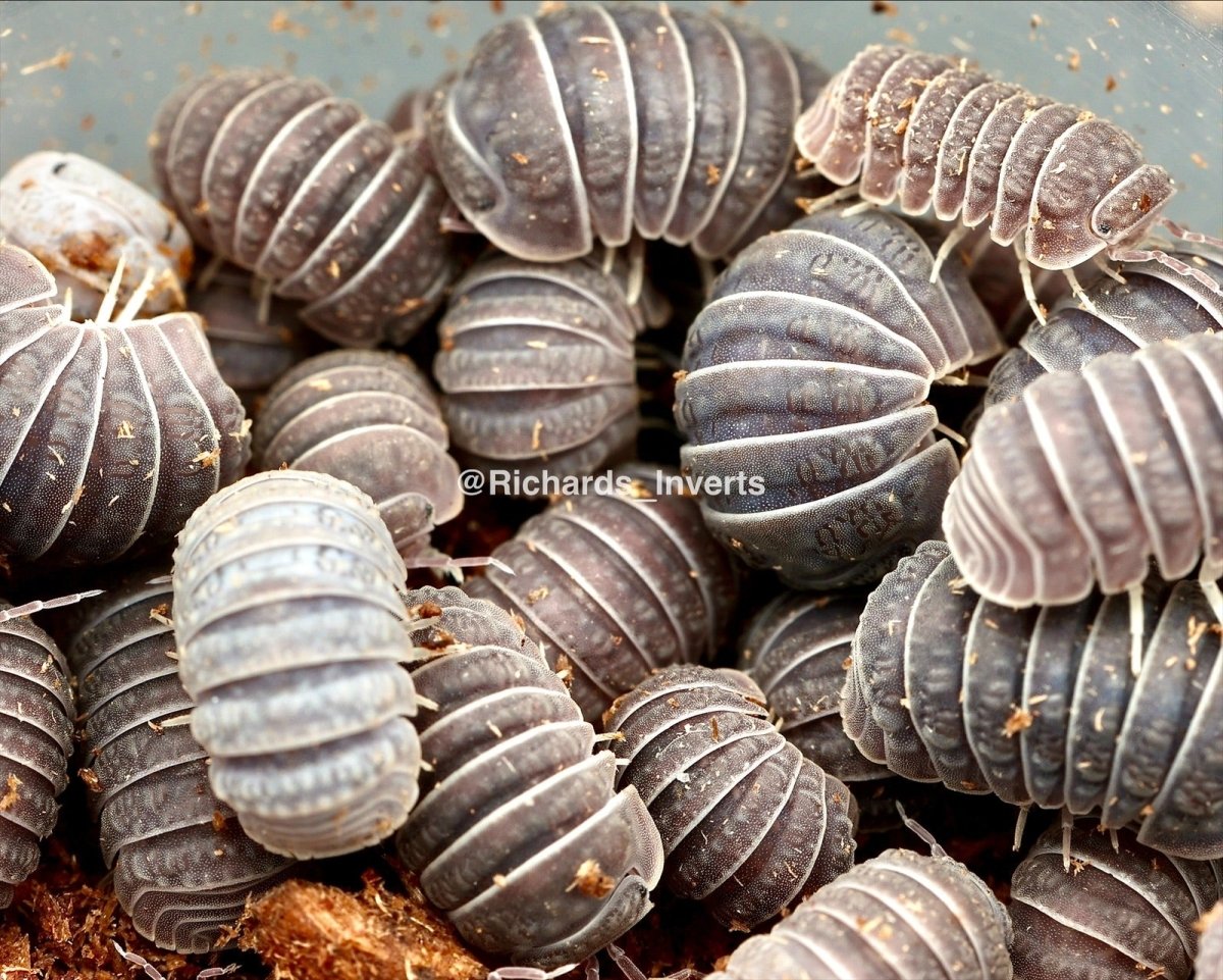 Armadillo Isopod, (Armadillo tuberculatus) - Richard’s Inverts