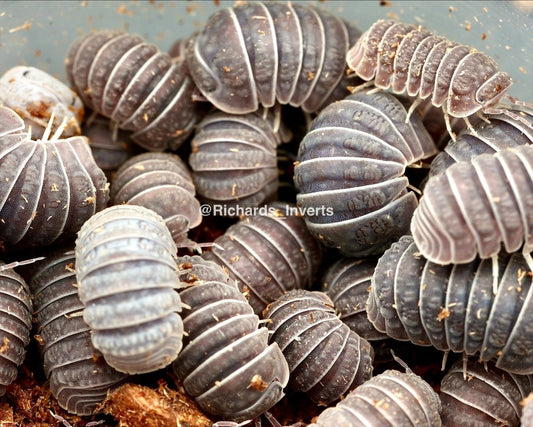 Armadillo Isopod, (Armadillo tuberculatus) - Richard’s Inverts