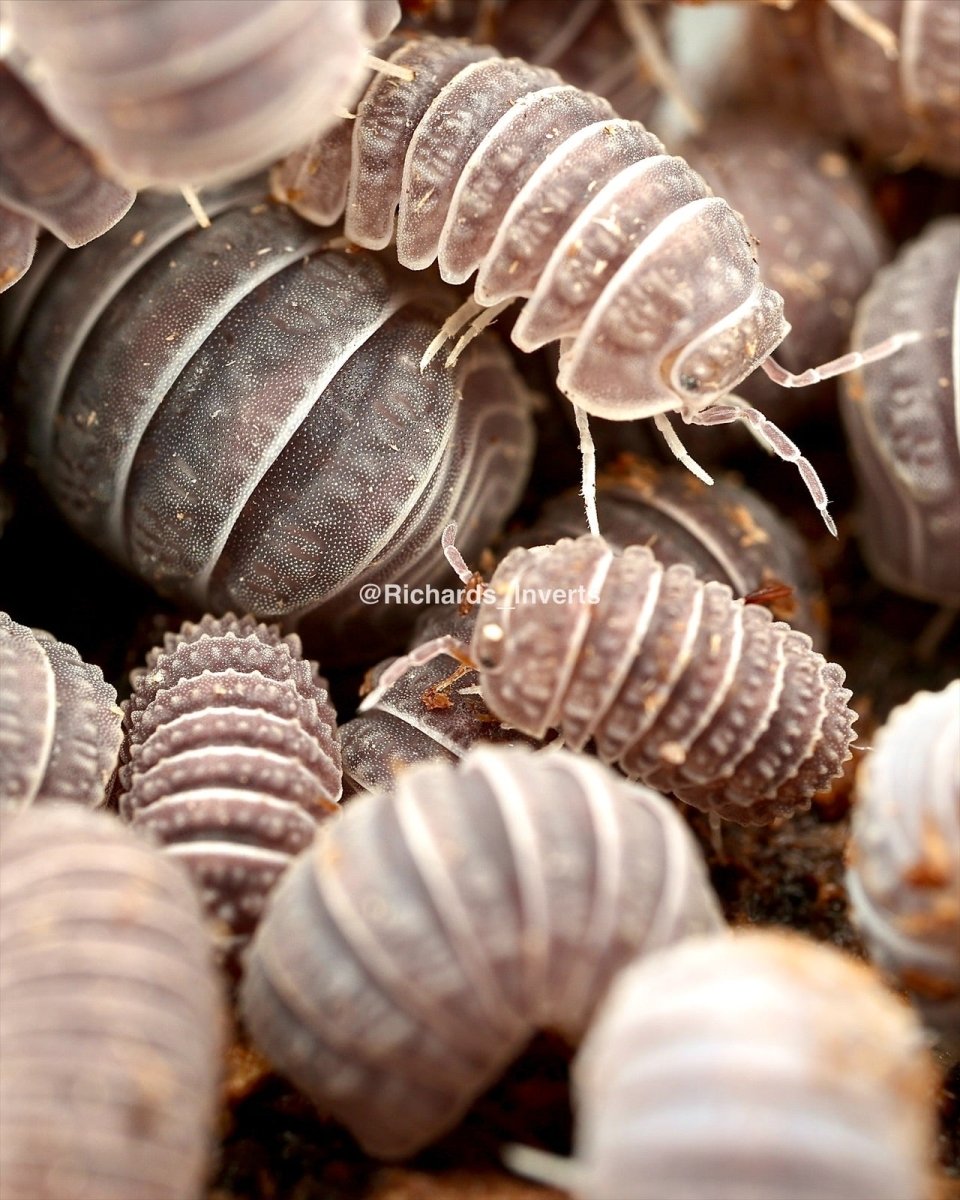 Armadillo Isopod, (Armadillo tuberculatus) - Richard’s Inverts
