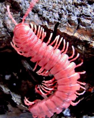 ⨂ Armoured Pink Millipede, (Oxydesmidae sp. "Pink") - Richard’s Inverts