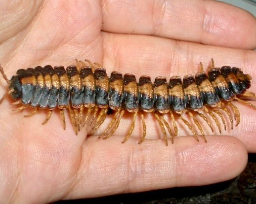 ⨂ Armoured Striped Millipede, (Coromus vittatus) - Richard’s Inverts