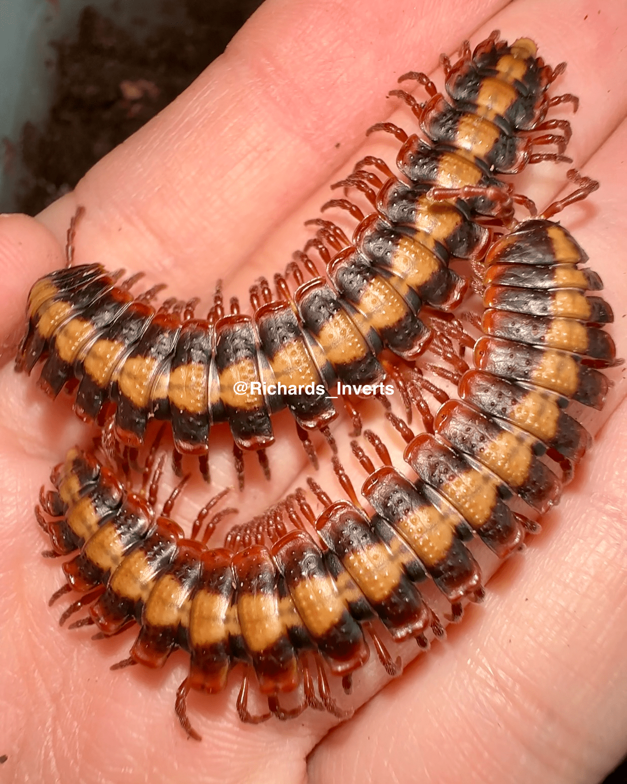 Armoured Striped Millipede "Red", (Coromus vittatus) - Richard’s Inverts