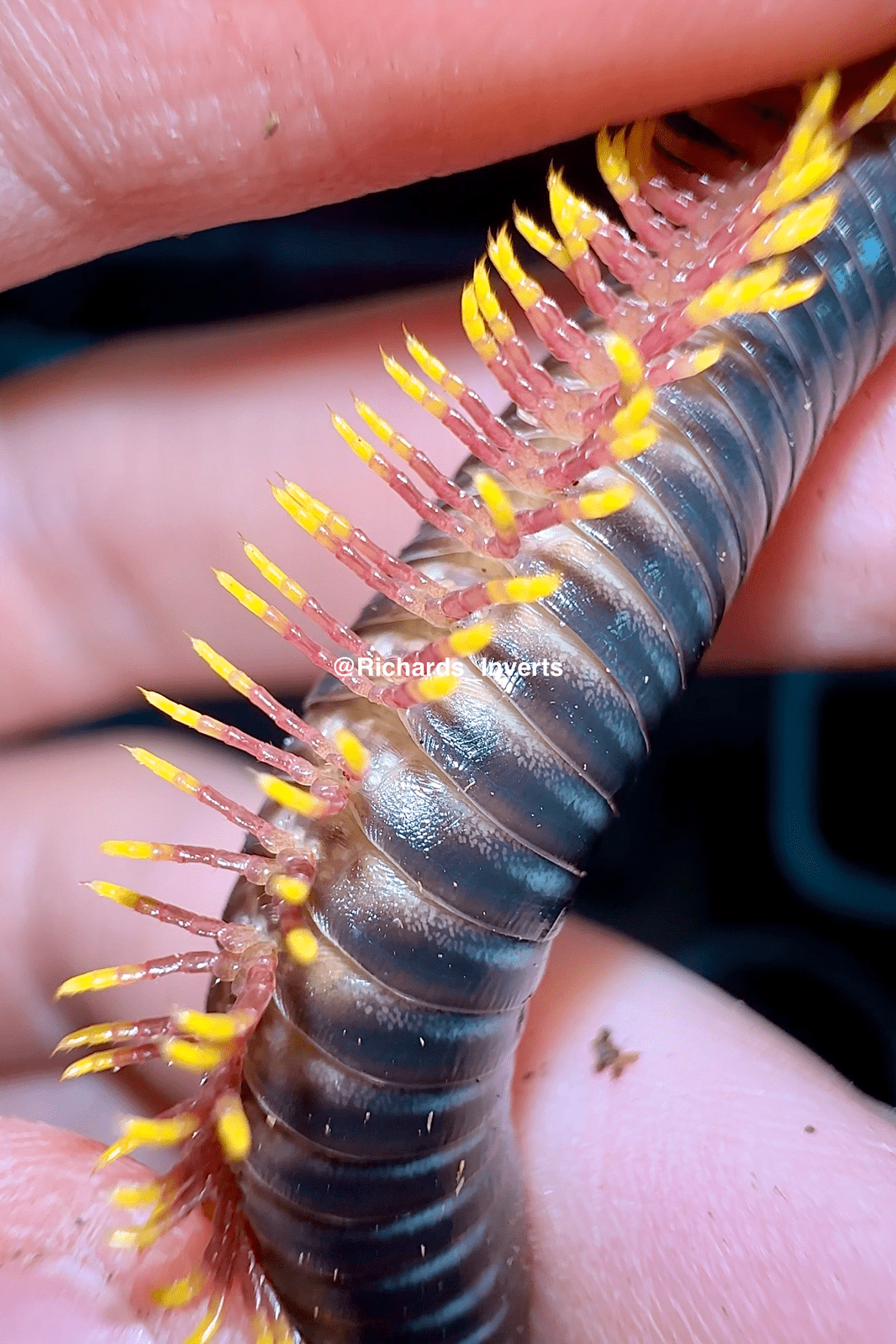 Avatar Millipede, (Salpidobolus sp. "Avatar") - Richard’s Inverts