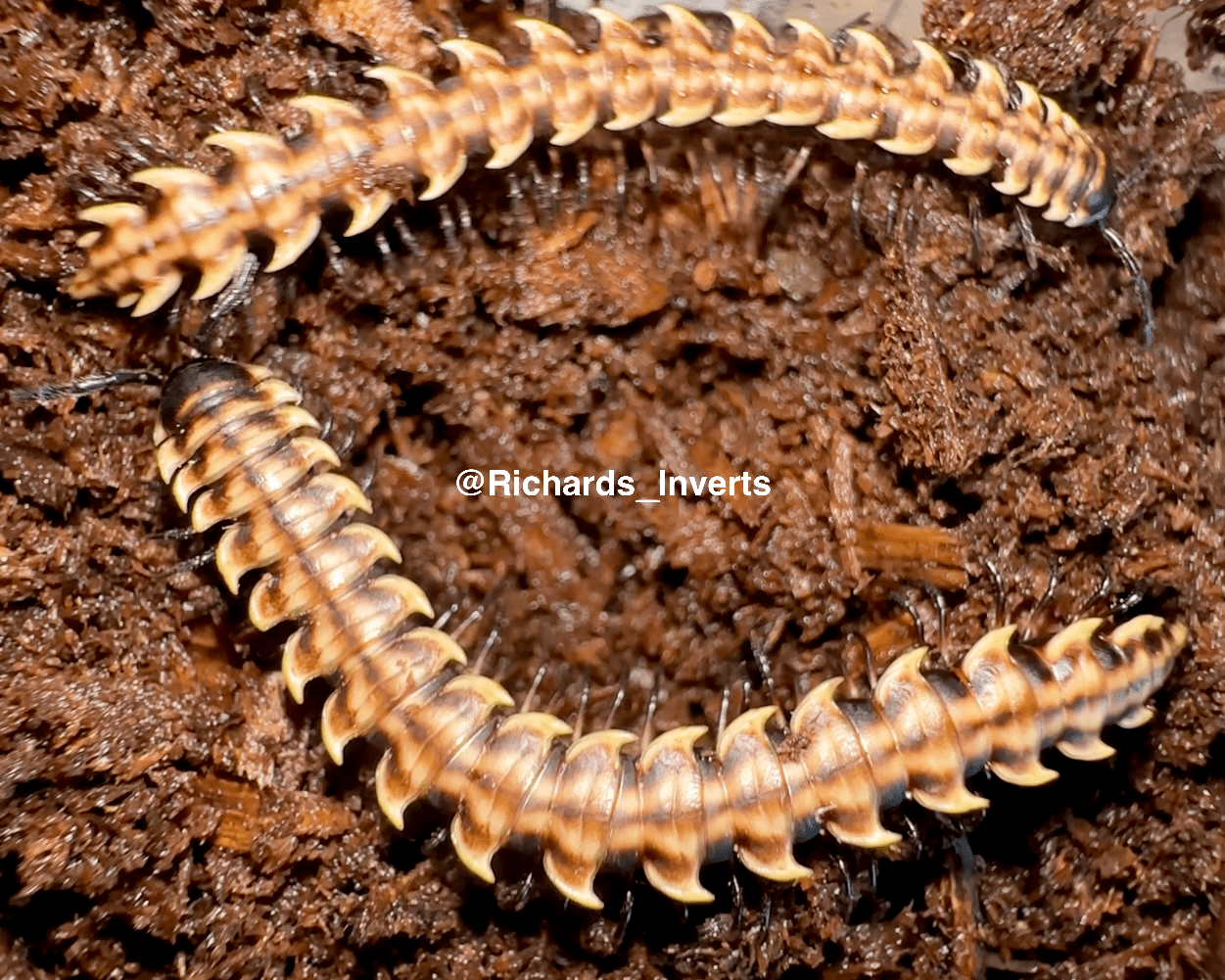 ⨂ Barbed Dragon Millipede, (Orthomorpha horologiformis) - Richard’s Inverts