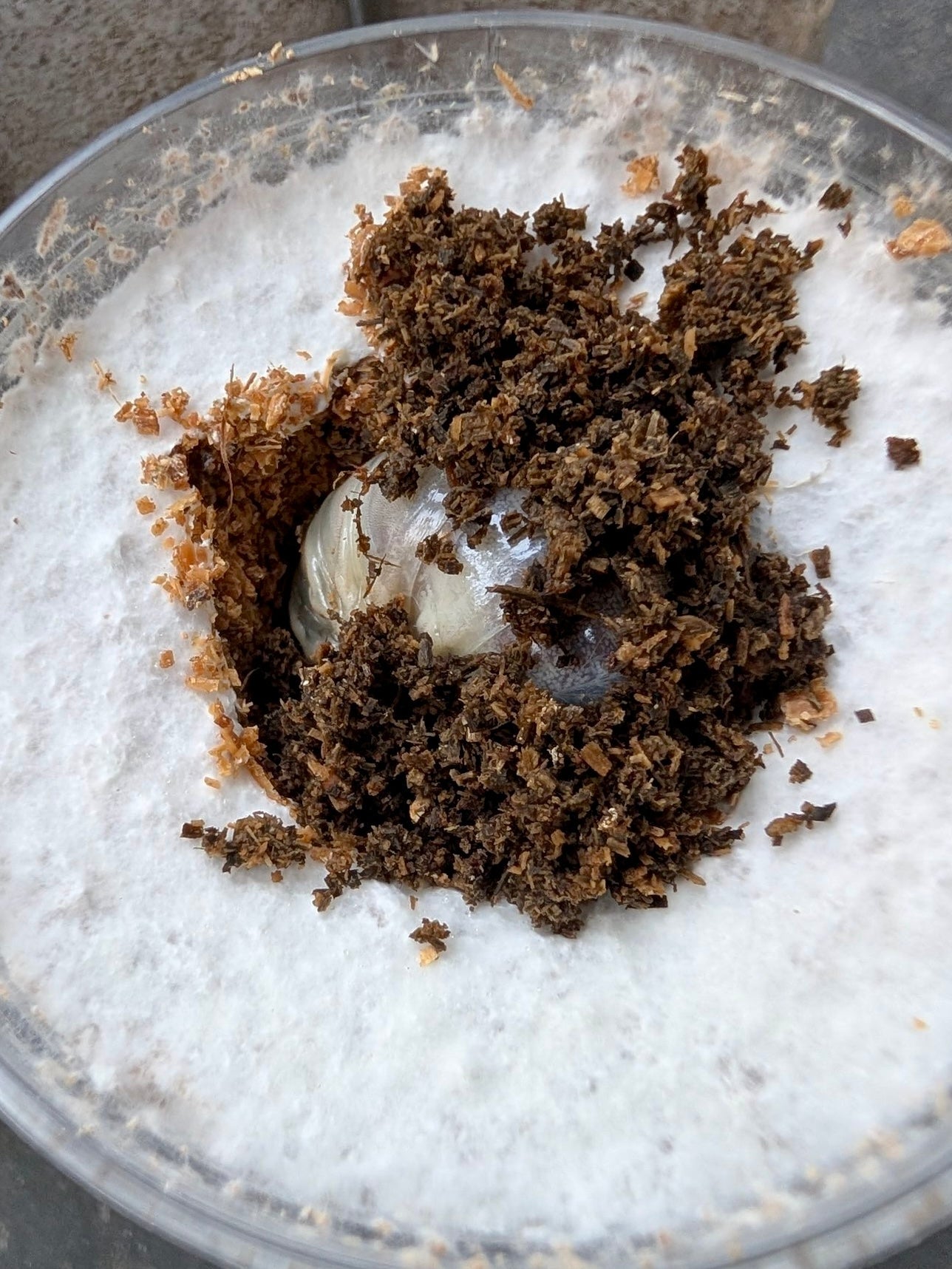 Beetle Breeding Substrate – Kinshi - Richard’s Inverts