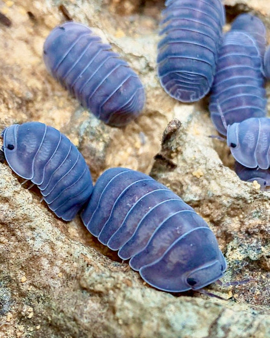 Black Pearl Isopod, (Cubaris sp. "Black Pearl") - Richard’s Inverts
