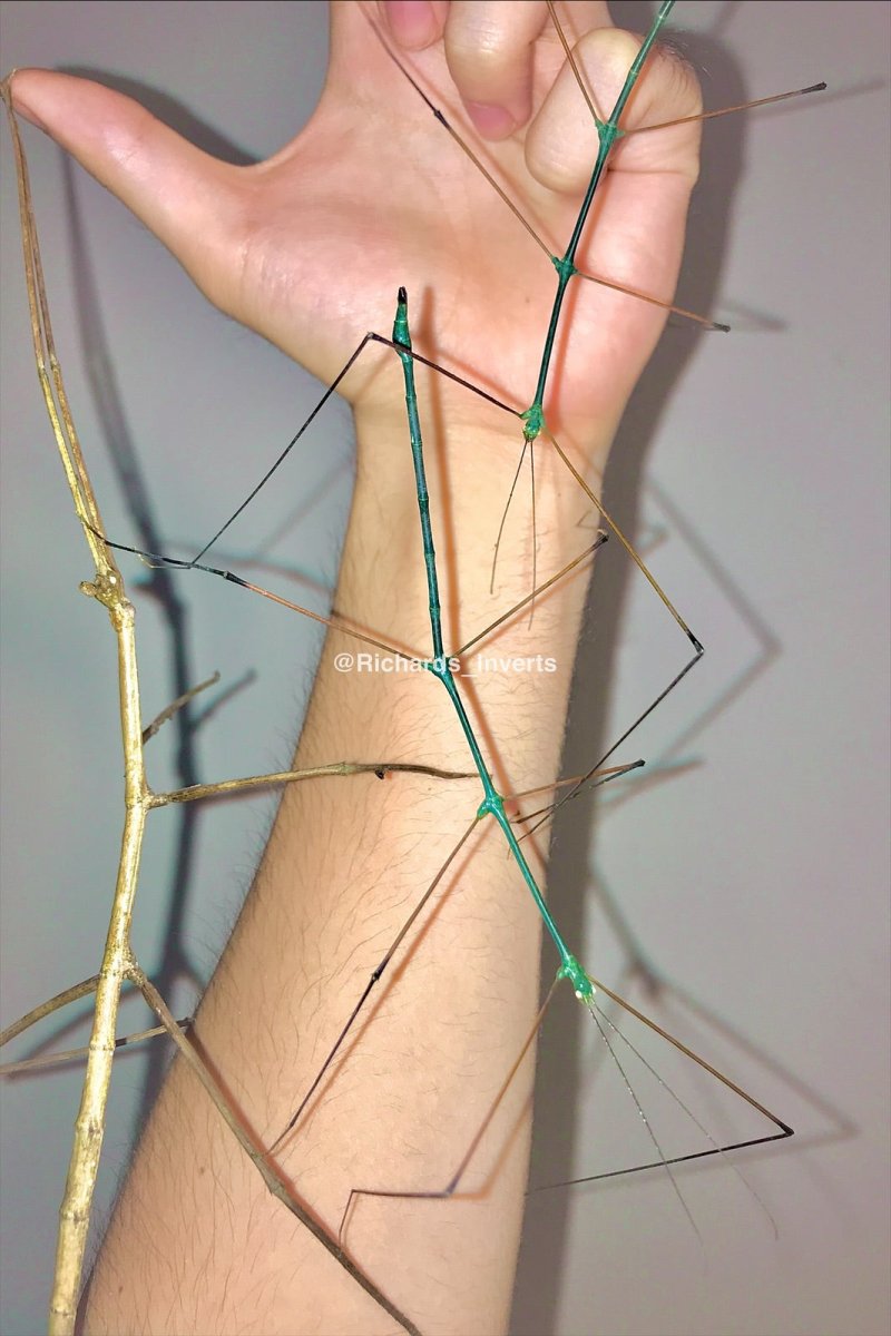 Blue Stick Insect, (Ramulus nematodes "Blue") - Richard’s Inverts