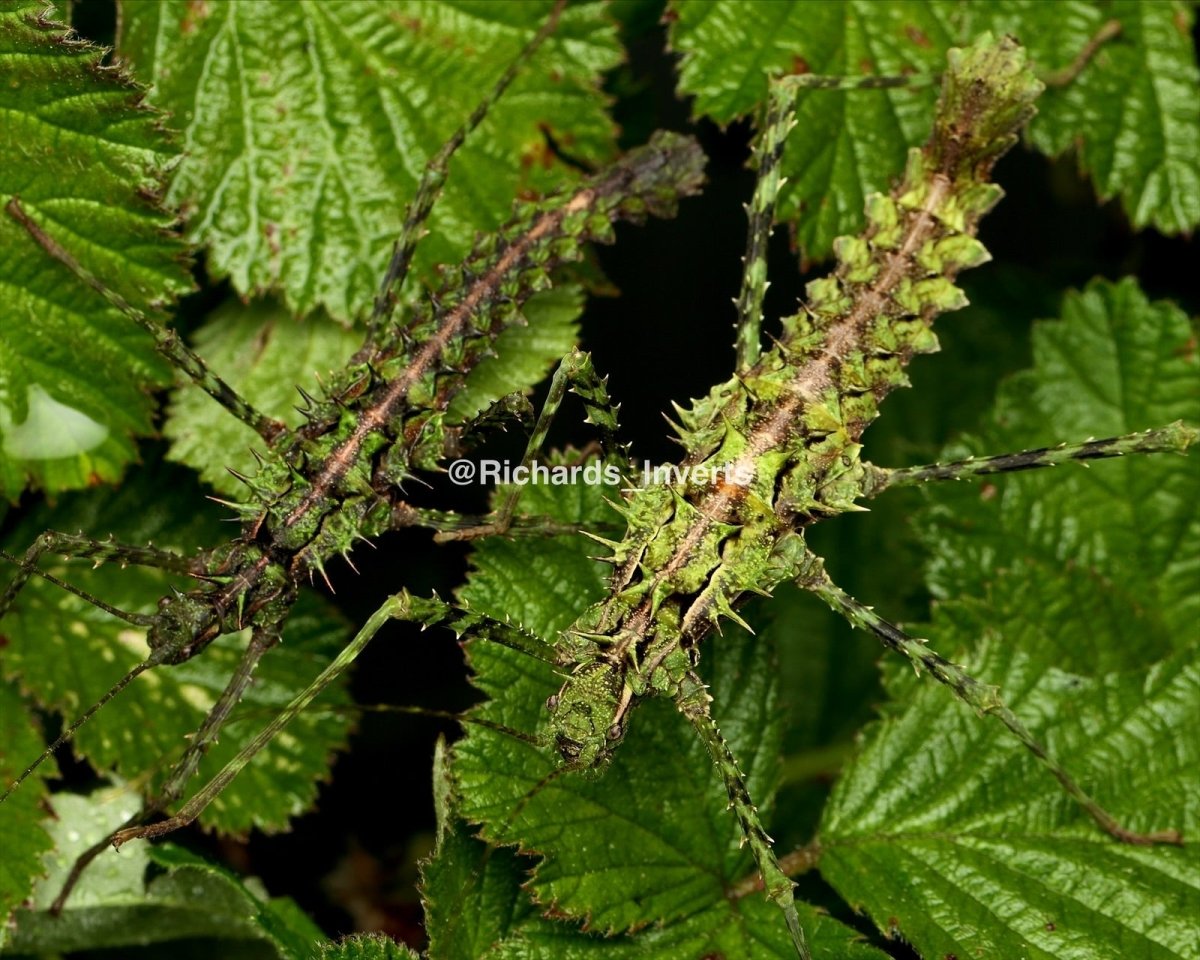 Brock's Spiny Stick Insect, (Brockphasma spinifemoralis "Bach Ma") - Richard’s Inverts