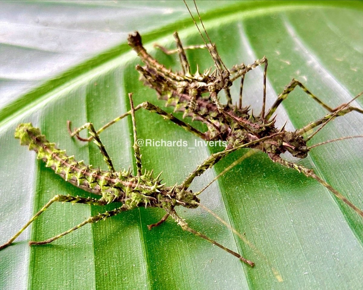 Brock's Spiny Stick Insect, (Brockphasma spinifemoralis "Bach Ma") - Richard’s Inverts