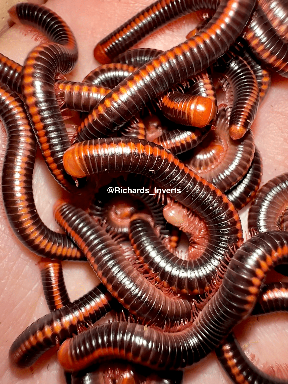 *BULK* Red Spined Millipede, (Xenobolus carnifex) - Richard’s Inverts