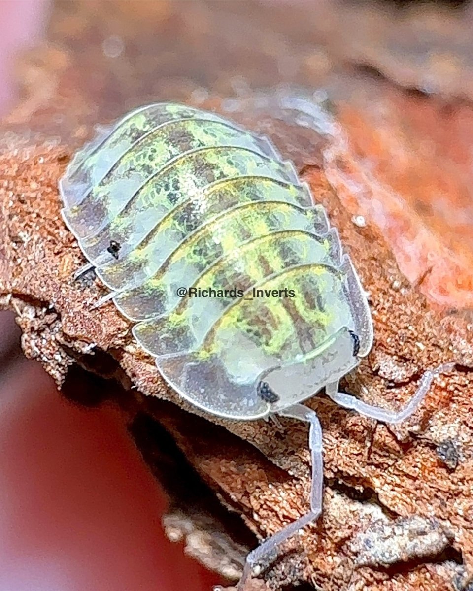 Camouflage Isopod, (Troglodillo sp. "Camouflage") - Richard’s Inverts