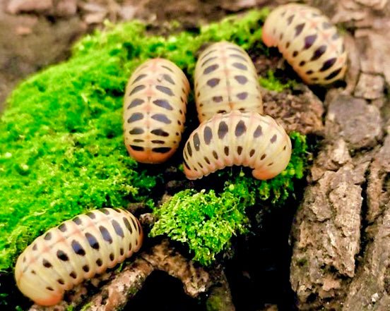 Candy Ball Millipede "Strawberry", (Rhopalomeris sp. "Strawberry") - Richard’s Inverts