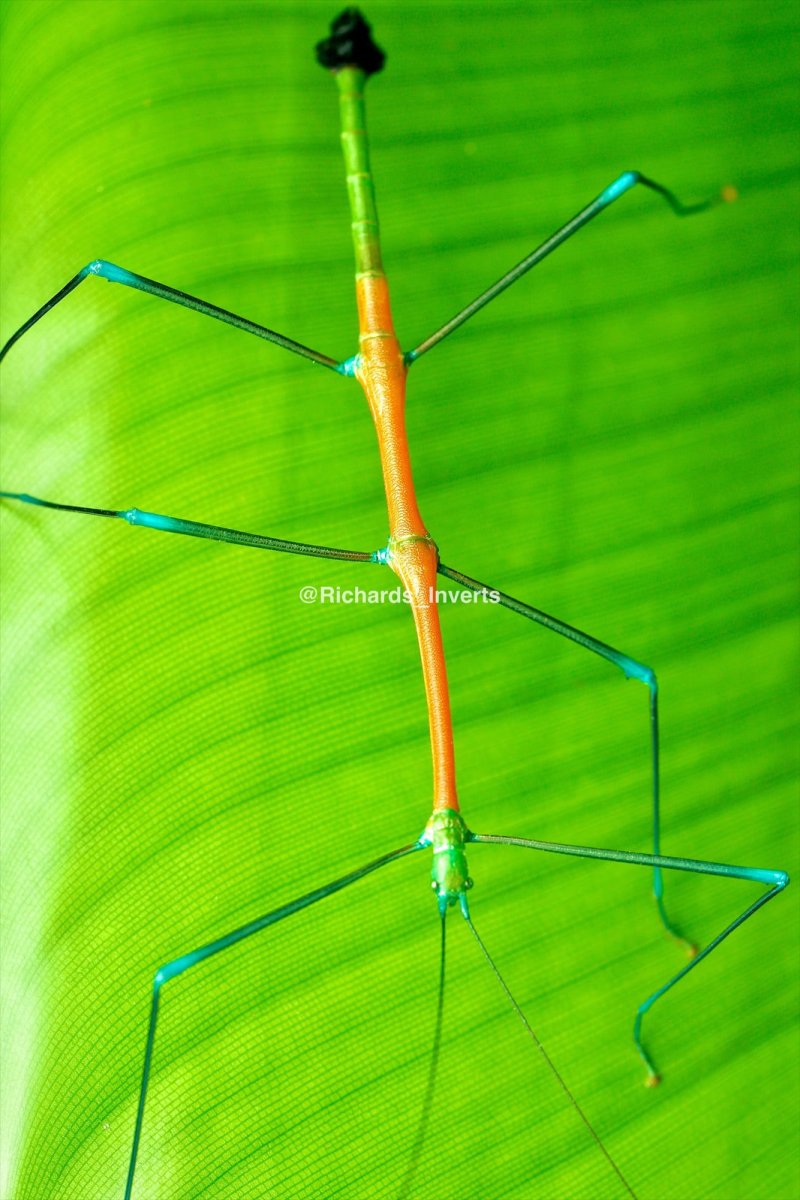 Candy Stick Insect, (Periphetes graniferum) - Richard’s Inverts
