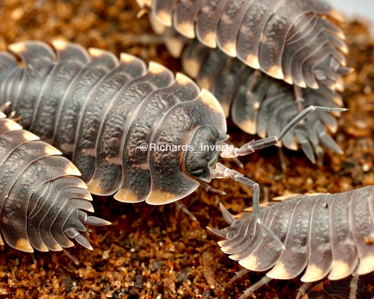 Caucasus Isopod, (Trachelipus caucasius) - Richard’s Inverts