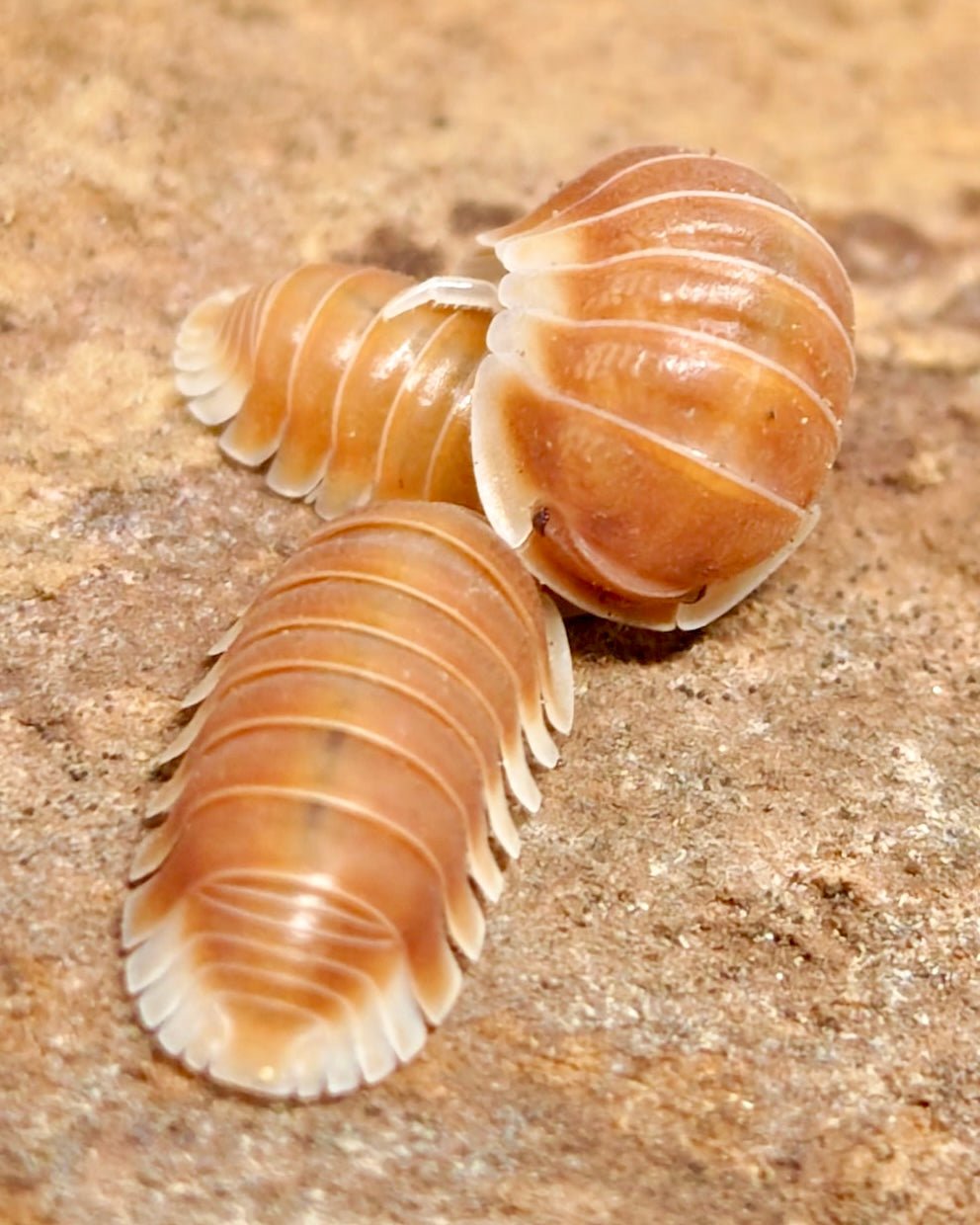 ⨂ Citrus Panda King Isopod, (Cubaris sp. "Citrus Panda King") - Richard’s Inverts