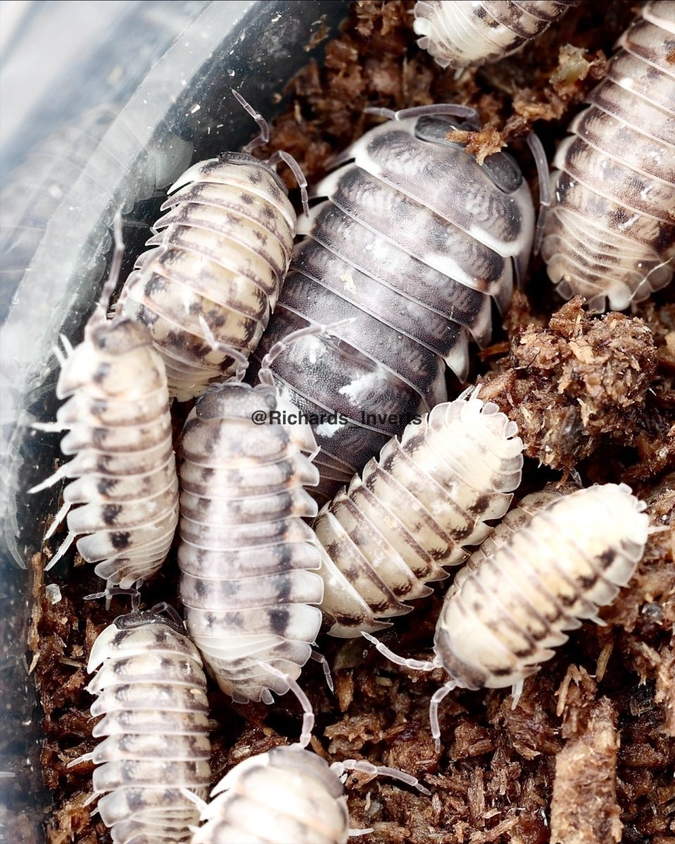 Corcyraeum Isopod "Silver", (Armadillidium corcyraeum) - Richard’s Inverts