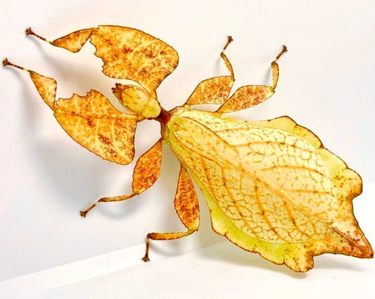 Cryptic Leaf Insect, (Cryptophyllium celebicum) - Richard’s Inverts