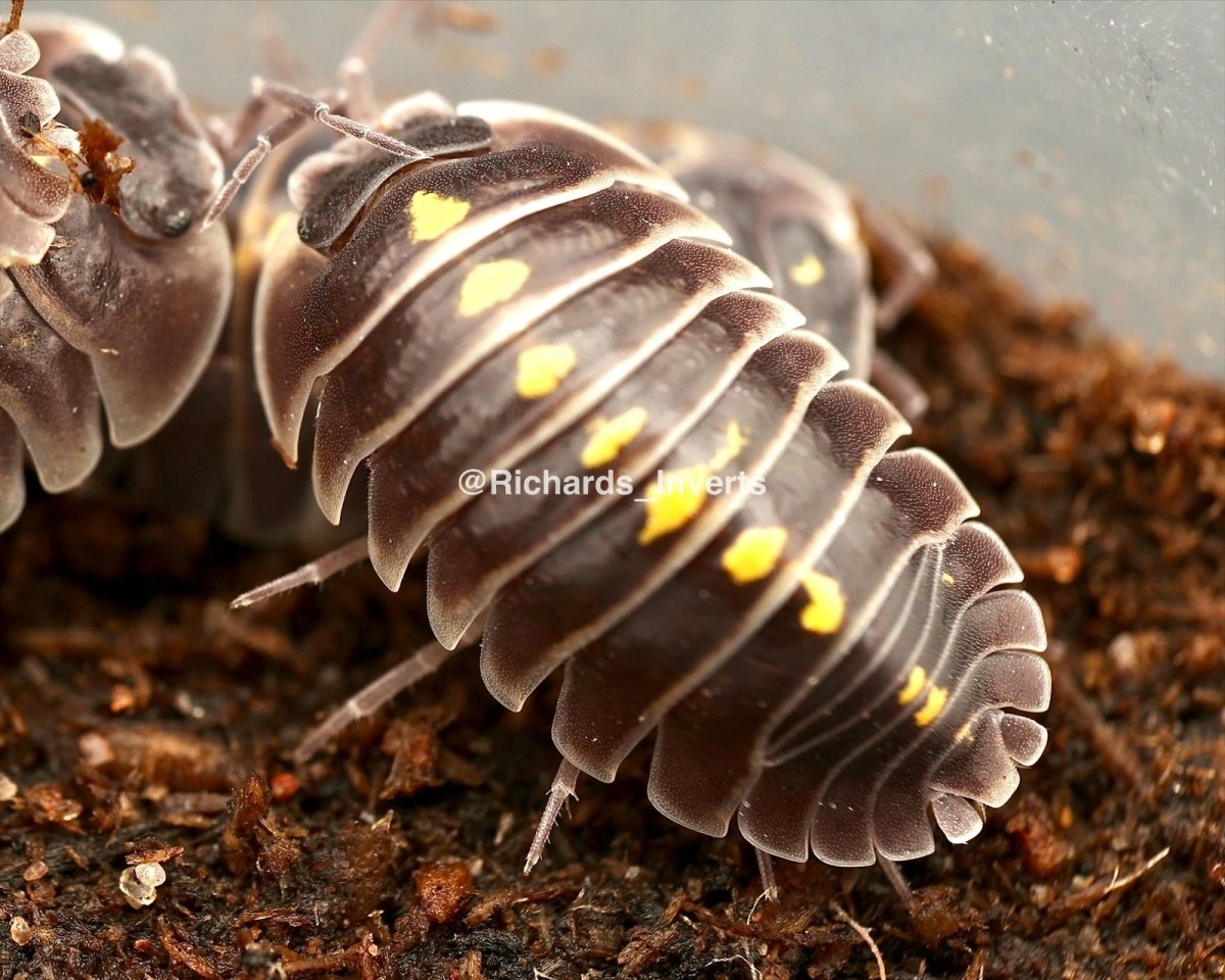 Darth Vader Isopod, (Armadillidium germanicum) - Richard’s Inverts